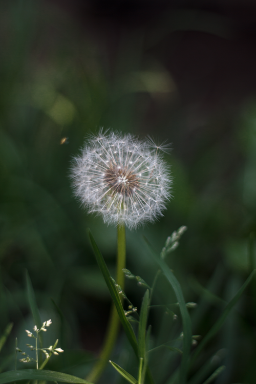 Free Detailed shot of a dandelion with seeds ready to disperse on a sunny day. Stock Photo