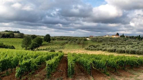 Vigneti accanto ai binari, economia locale legata al treno.