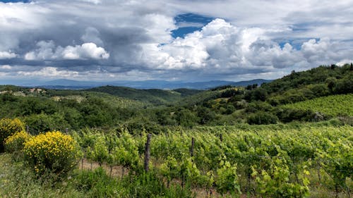 Weinberge der Toskana