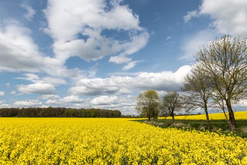 Free Bright yellow rapeseed field with trees under a cloudy blue sky in Geesthacht, Germany. Stock Photo