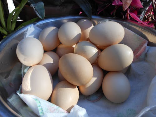 Free stock photo of eggs in a bowl in the sunshine