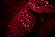 一片充满活力的红叶在宏观镜头下，点缀着闪闪发光的水滴，展现了大自然的美丽