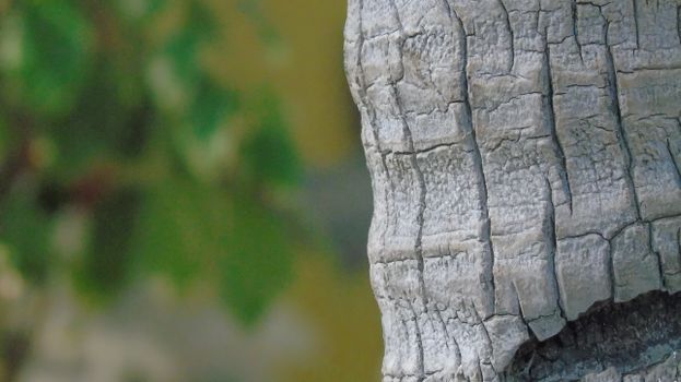 Detailed close-up of a tree trunk showing its weathered bark texture.