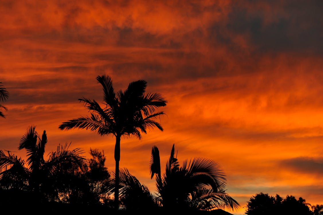 Free Silhouette Photo of Palm Trees Stock Photo
