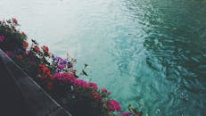 宁静的环境中，充满活力的花朵与平静清澈的海水接壤，非常适合大自然爱好者