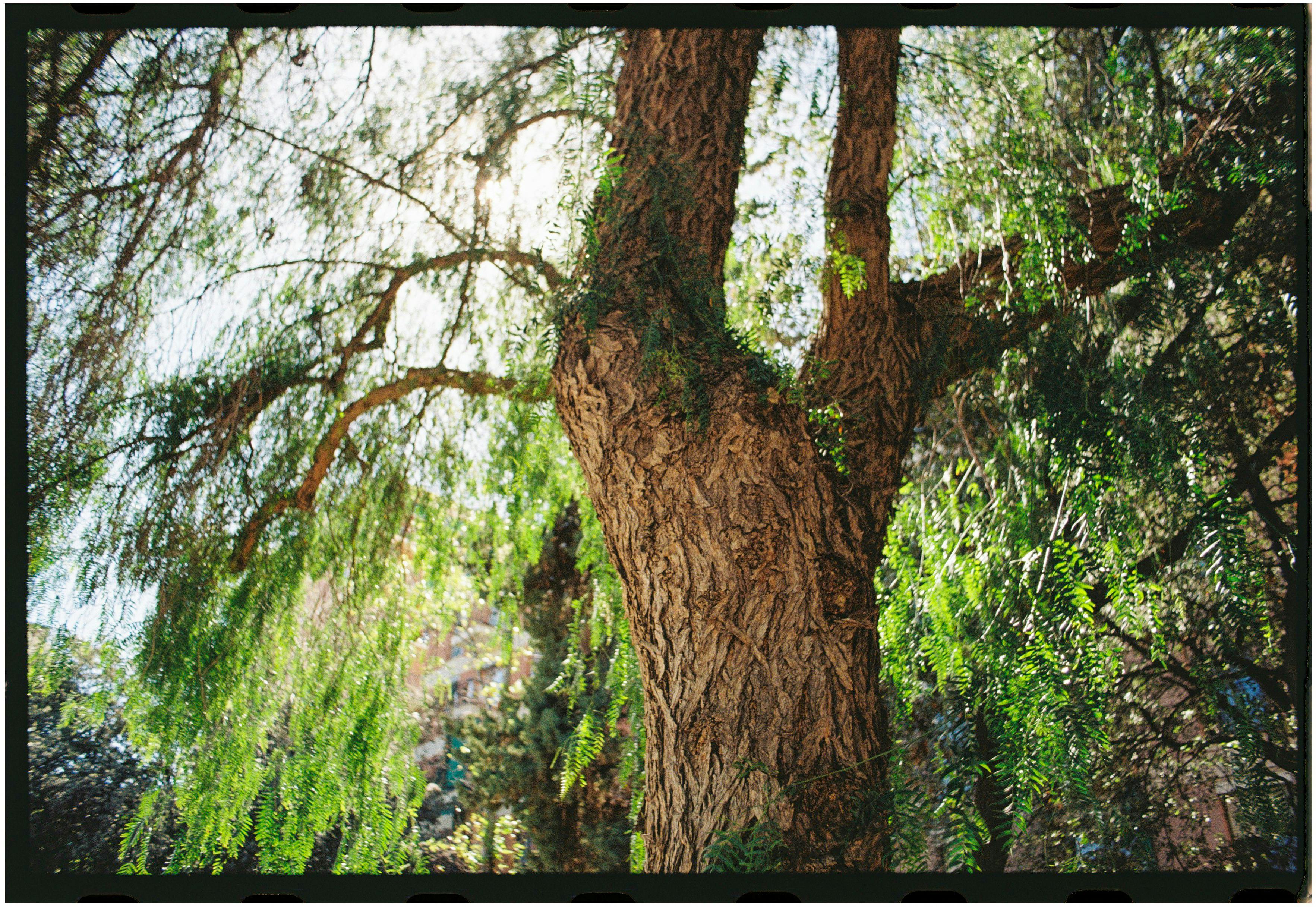 A close-up view of a willow tree trunk and vibrant green leaves under sunlight.
