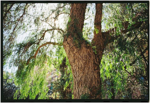 Δωρεάν στοκ φωτογραφιών με γαβγίζω, δέντρο, εποχή