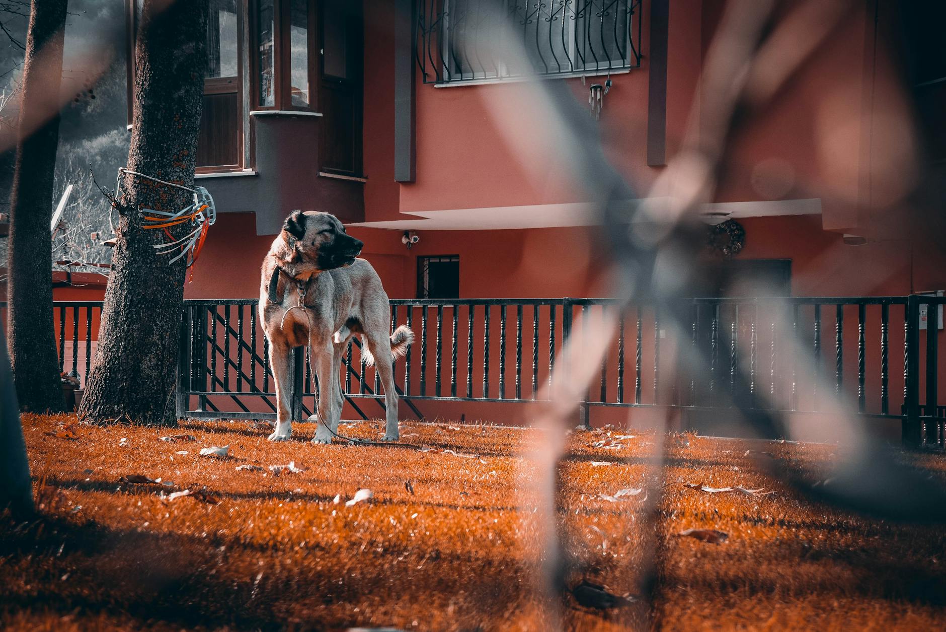 A majestic Kangal dog stands in front of a house with a fence, surrounded by trees.