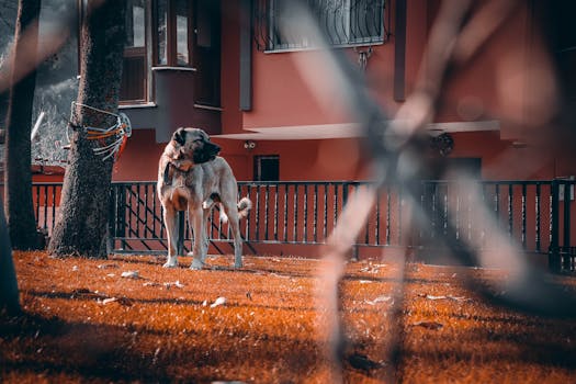 一只雄伟的袋鼠狗站在一栋有栅栏的房子前，四周树木环绕