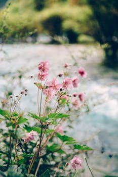 宁静的河流附近，绽放着明亮清新的粉红色花朵，展示了大自然生长的美丽