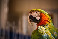 土耳其安塔利亚展示了色彩缤纷的金刚鹦鹉，它们栖息着鲜艳的羽毛