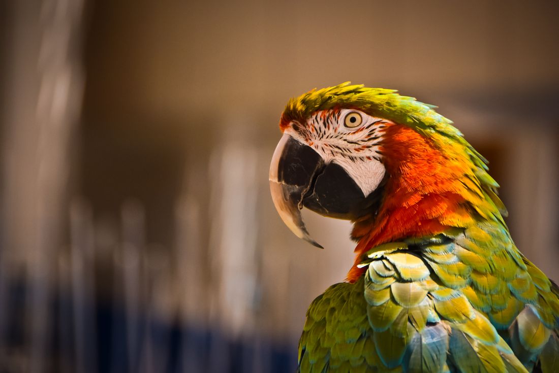 Yakından görülen renkli macaw papağanının baş ve gaga bölgesi