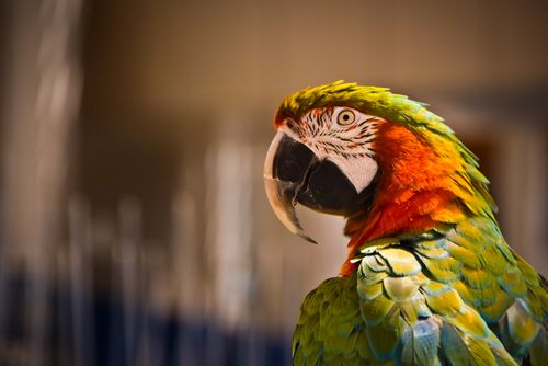 Free Colorful macaw parrot perched with vivid feathers displayed in Antalya, Türkiye. Stock Photo