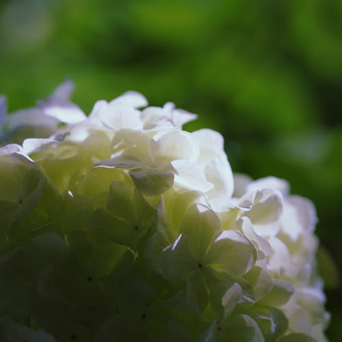 Free stock photo of hydrangea flower, plants