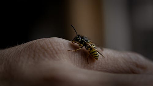 böcekler, doğa içeren Ücretsiz stok fotoğraf