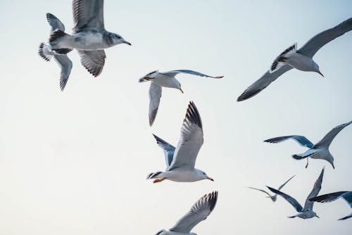 Gratis arkivbilde med birds_flying, dyr, dyrefotografering