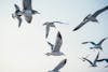 Free Flock of Flying Seagulls Stock Photo