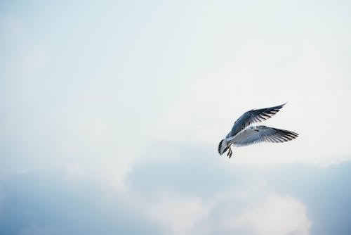 Weißer Vogel Fliegt