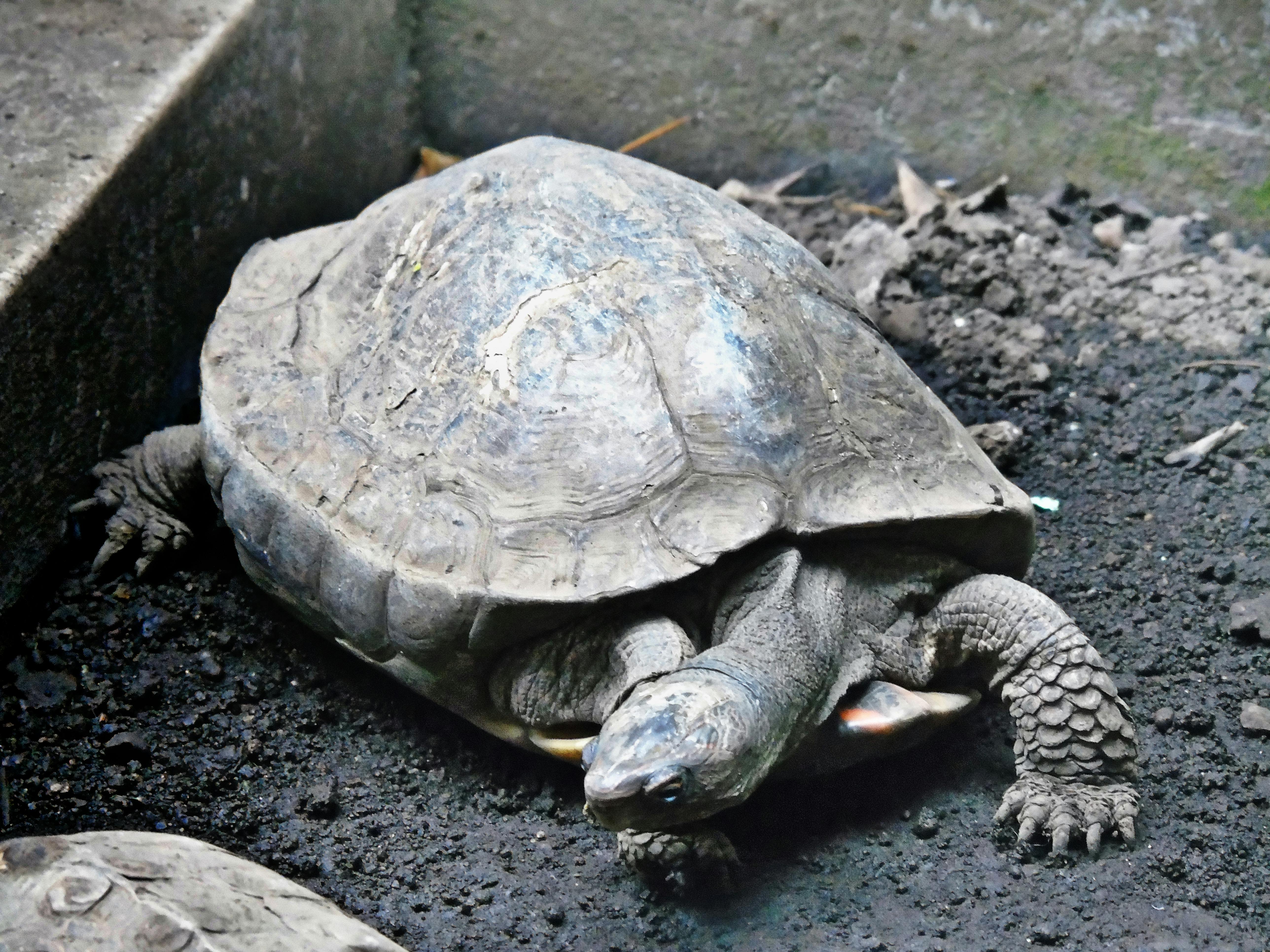 Free Stock Photo Of Animal Tortoise Tortuga