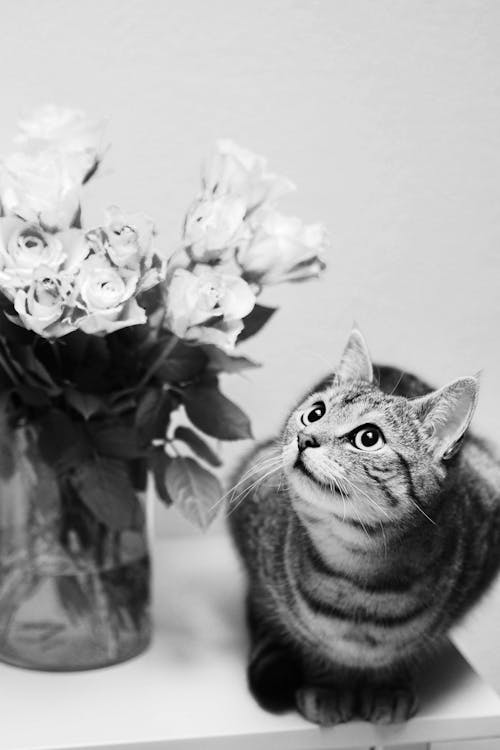 A black and white photo of a cat sitting next to a vase of flowers