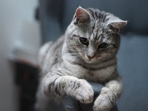 A grey cat sitting on a chair with its paws on the armrest
