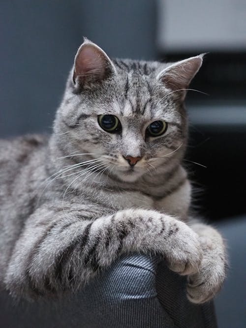 A gray cat sitting on a gray chair