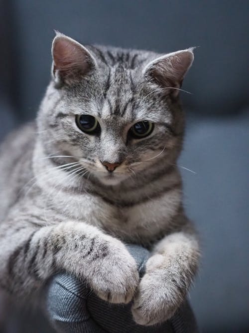 A grey cat sitting on a grey couch