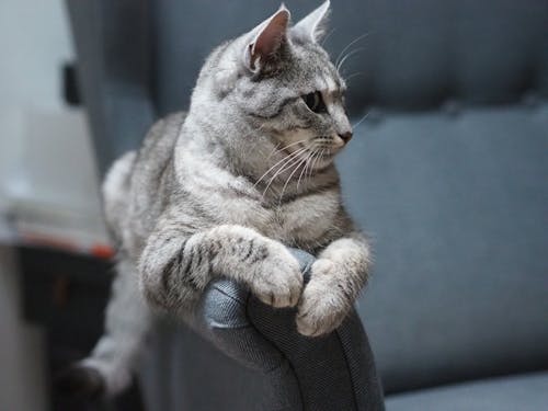 A grey cat sitting on a gray chair