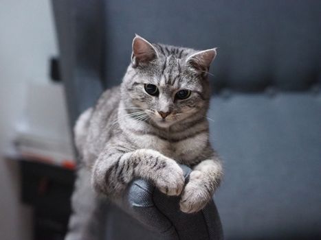 cat photo