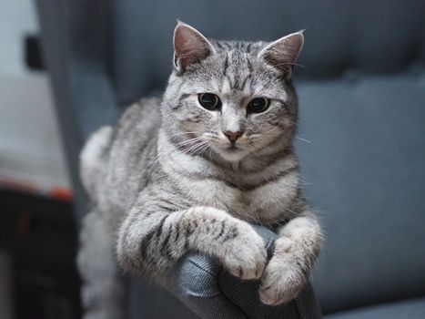 cat photo
