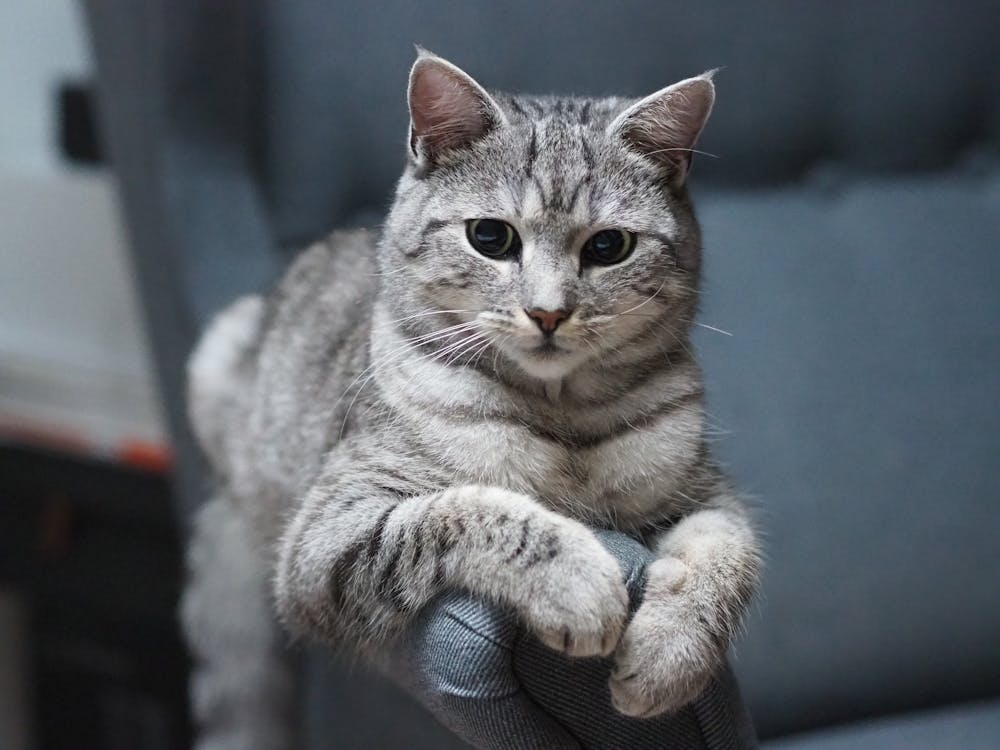 A grey cat sitting on a gray chair
