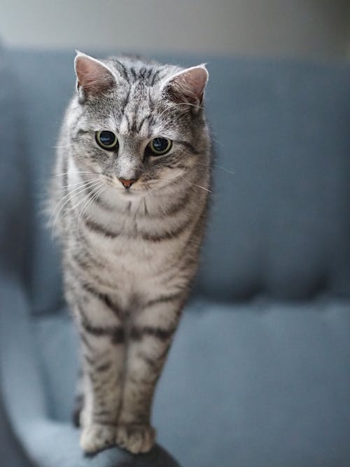 A gray cat standing on a blue couch