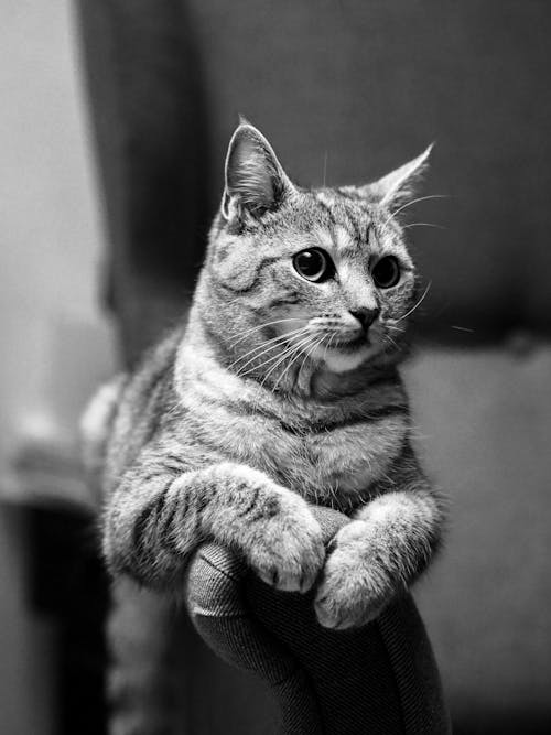 A black and white photo of a cat sitting on a chair