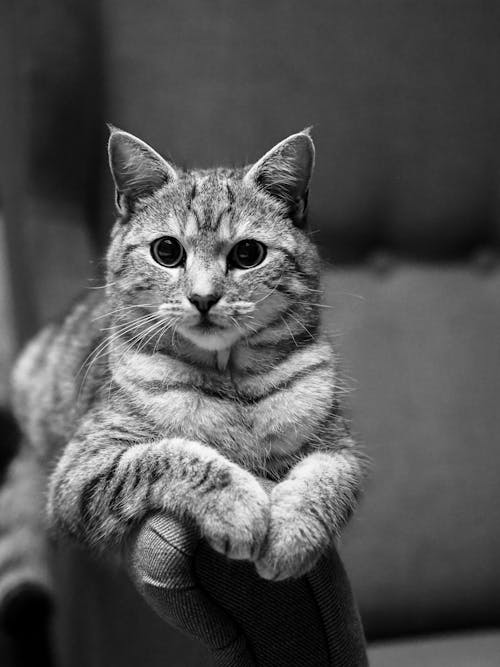 A black and white photo of a cat sitting on a chair