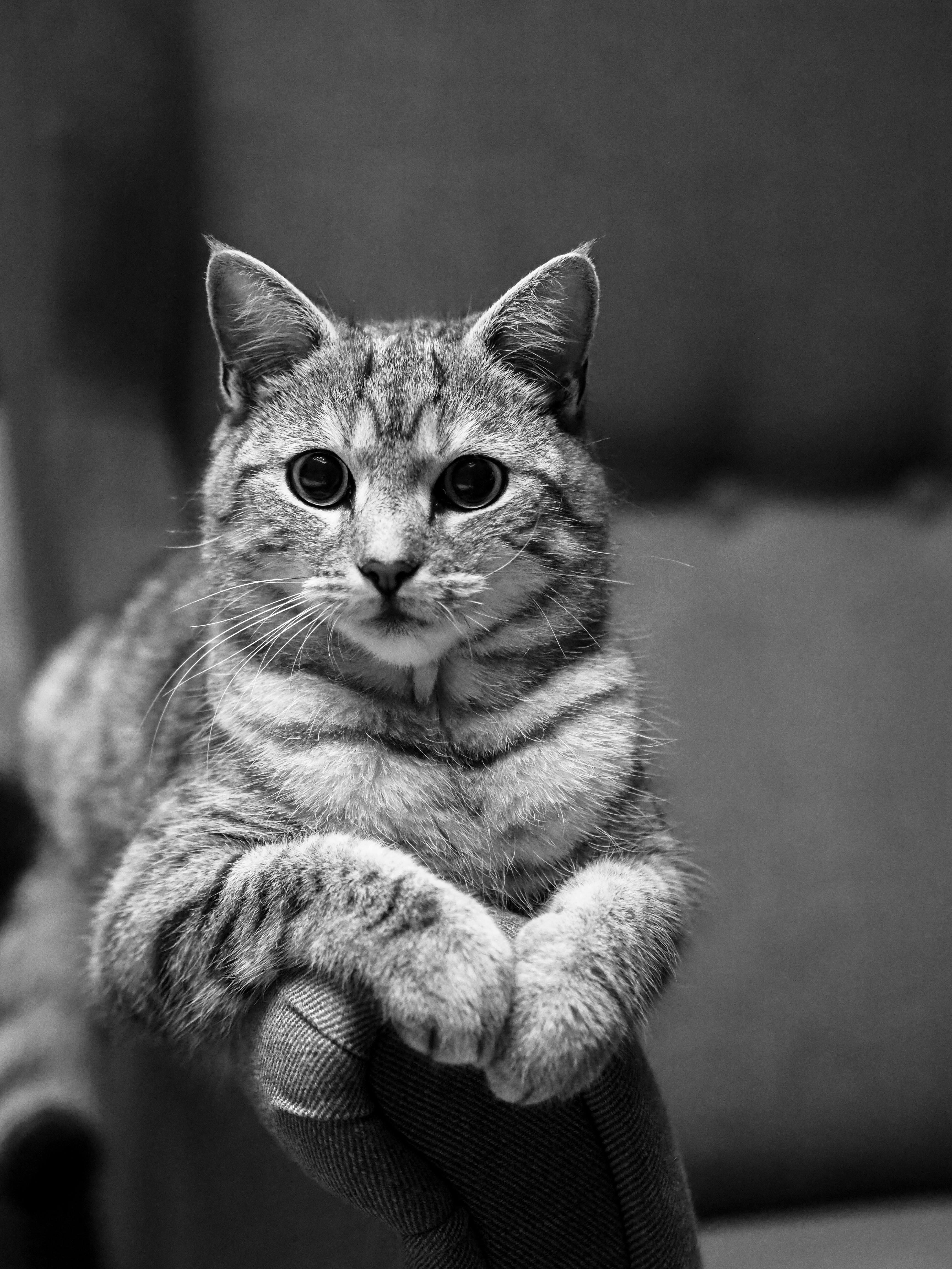 Tabby Cat Photos, Download The BEST Free Tabby Cat Stock Photos & HD Images