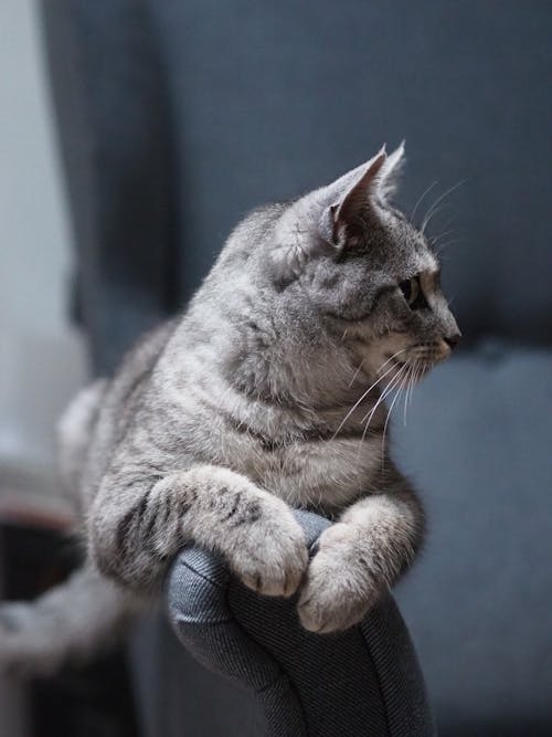 A gray cat sitting on a gray chair