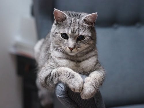 A grey and white cat sitting on a chair