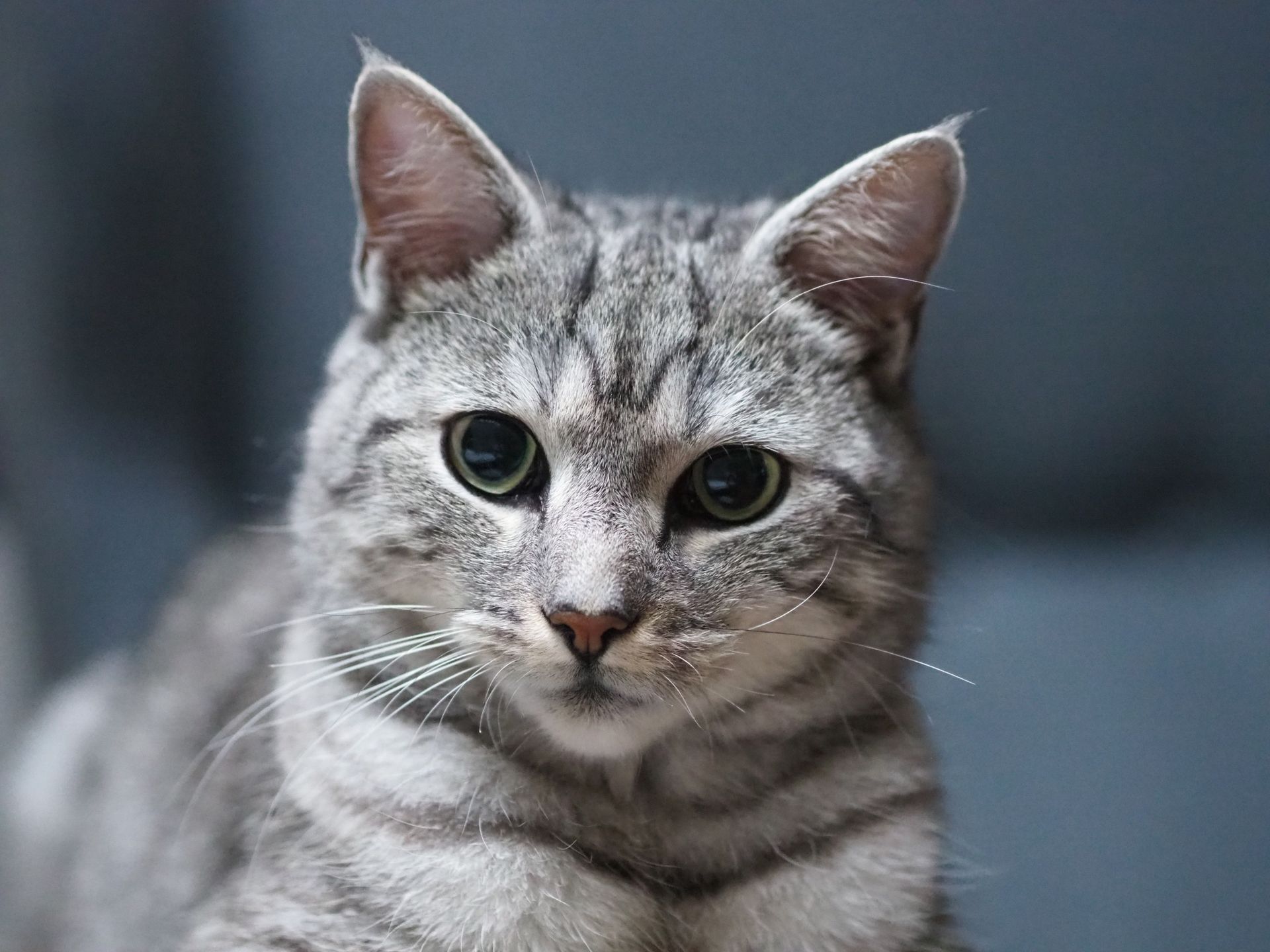 Portrait of Cat