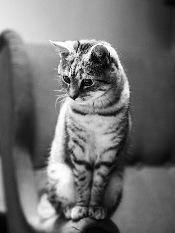 getigerte katze, 가정의, 고양이의 무료 스톡 사진
