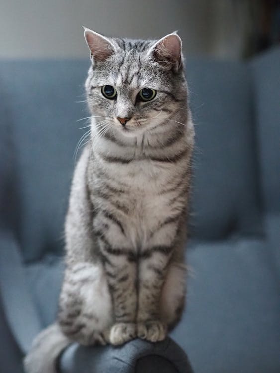getigerte katze, 가정의, 고양이의 무료 스톡 사진