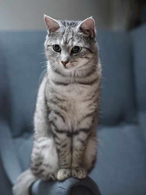 Free Portrait of a tabby cat sitting on a gray armchair with a blurred background indoors. Stock Photo
