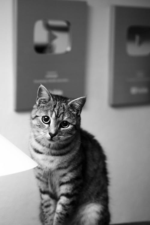 A black and white photo of a cat sitting on a table