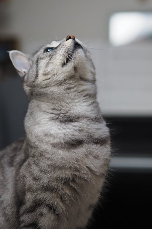 A gray and white cat looking up at something