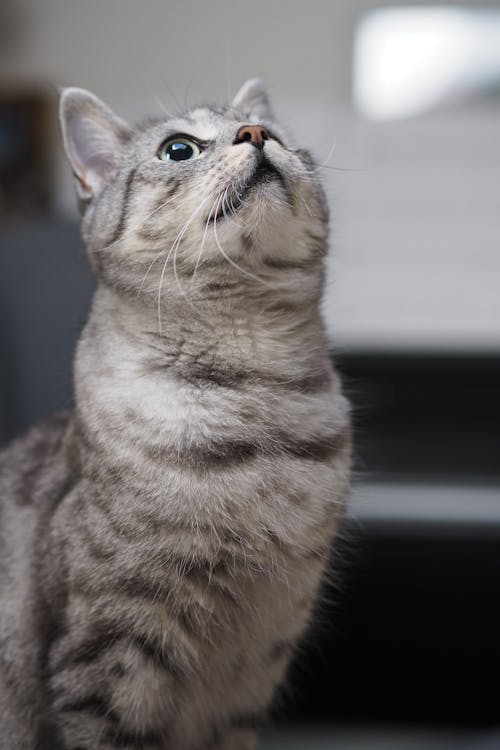 A gray cat looking up at something
