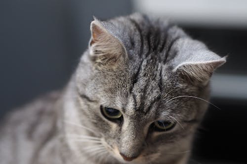 Fotos de stock gratuitas de animal, gato, gato atigrado gris