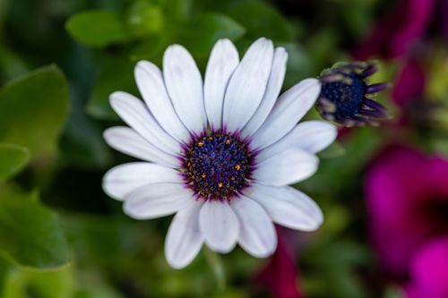 Free Close-up of a white Cape Marguerite flower with vibrant center, outdoors. Stock Photo