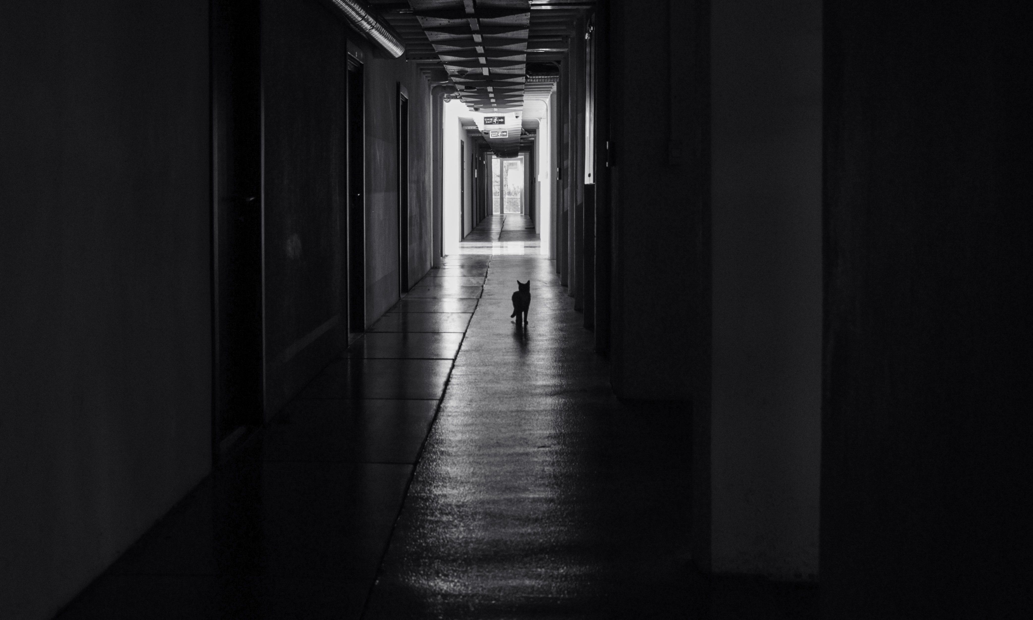 A black cat walks down a shadowy hallway, creating an eerie and mysterious atmosphere.