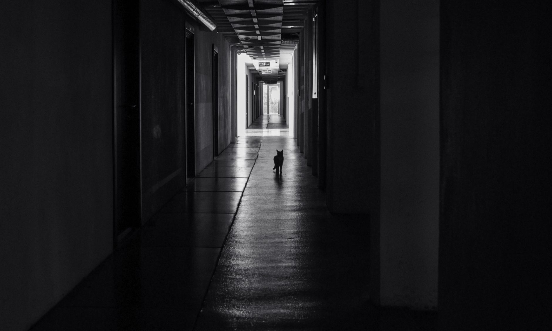A black cat walks down a shadowy hallway, creating an eerie and mysterious atmosphere.