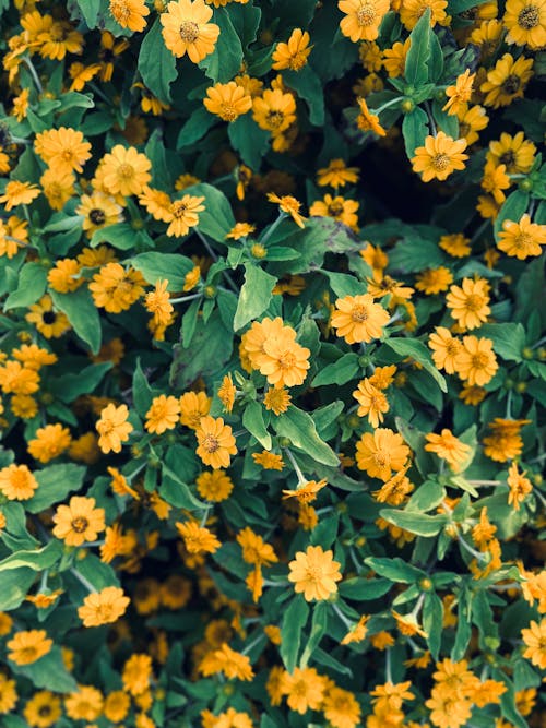 A close up of yellow flowers in a garden