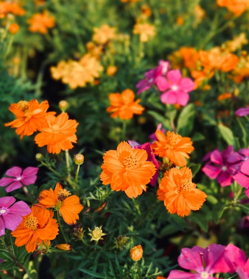 A close up of orange and pink flowers